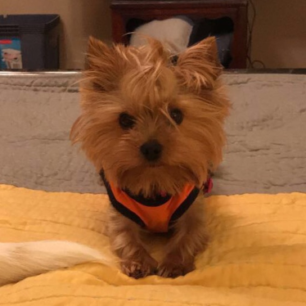 Meet your Posher, Taylor